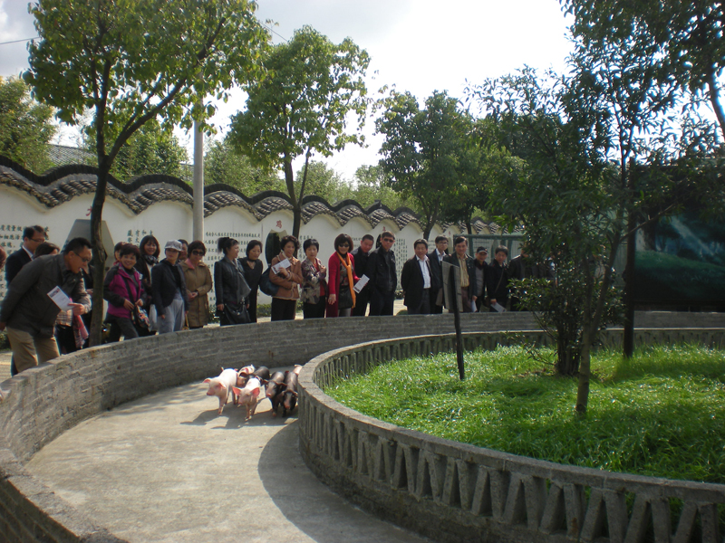 小豬賽跑.jpg